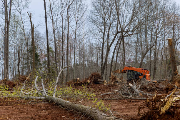 Professional Tree Services in Edgewood, WA